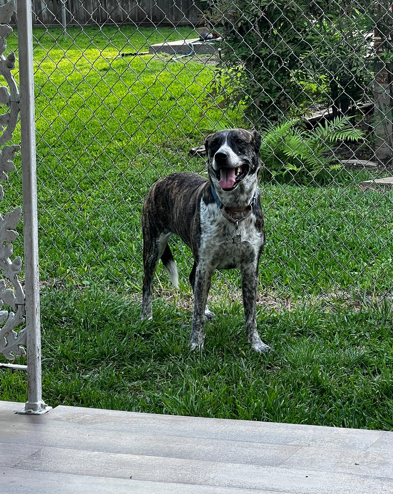 Jenny, Adoptable, Adult Female Catahoula Leopard Dog.