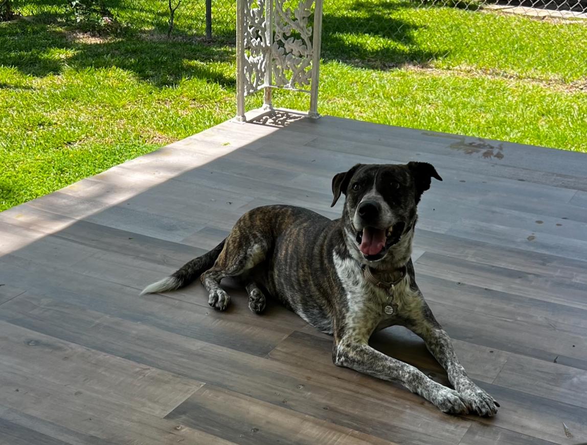 Jenny, a Adoptable mixed breed in Temple, TX image 2/4