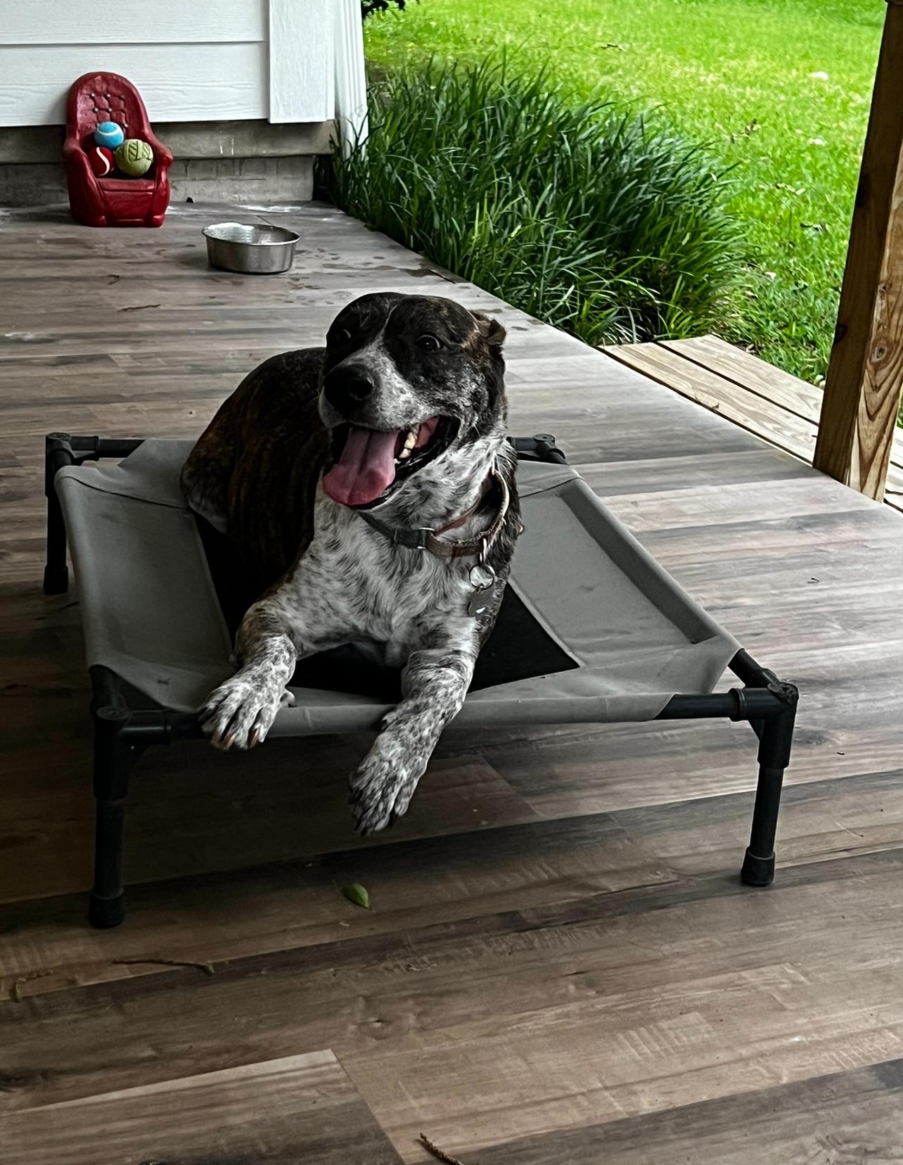 Jenny, a Adoptable mixed breed in Temple, TX image 3/4