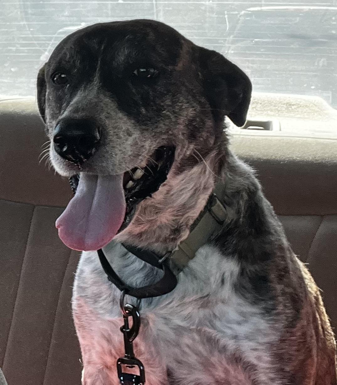 Jenny, a Adoptable mixed breed in Temple, TX image 4/4