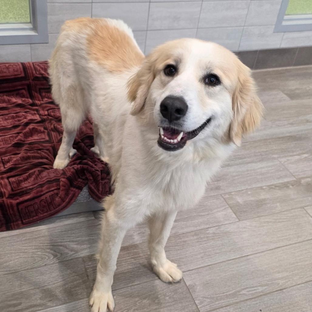 Enlarge Madison, a Adoptable mixed breed in Calverton, NY image 2/3