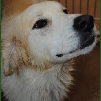 Enlarge Madison, a Adoptable mixed breed in Calverton, NY image 3/3