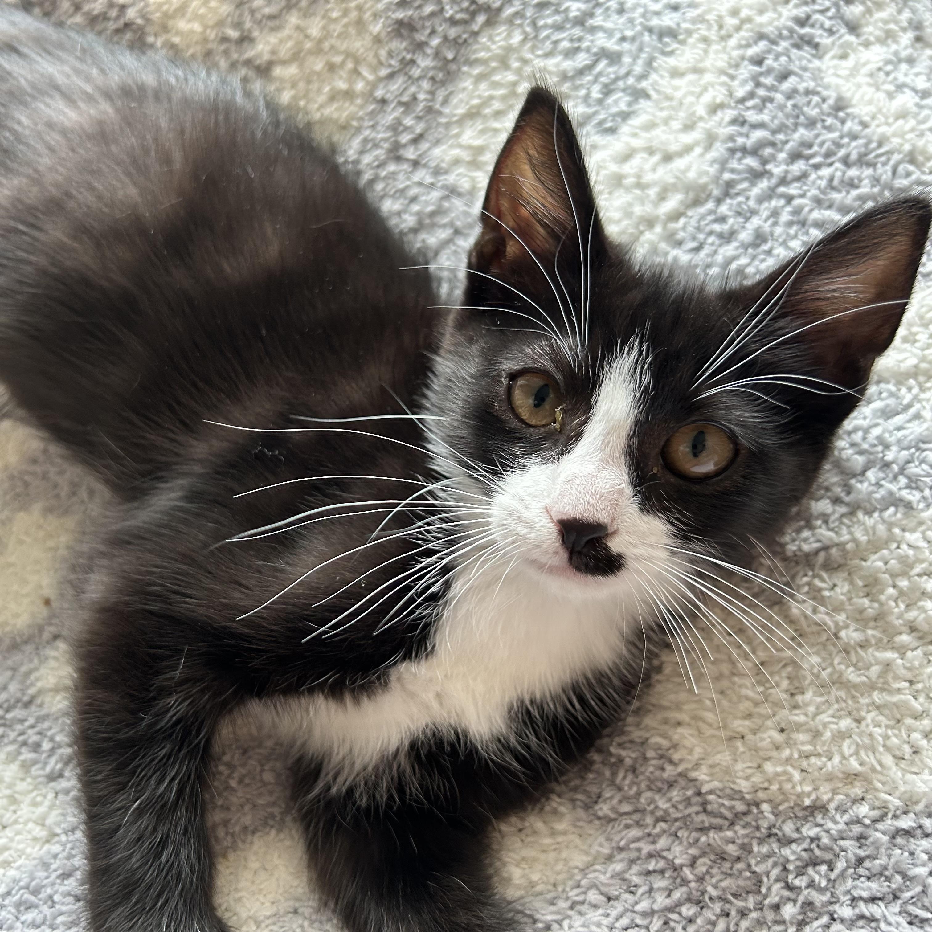 Addie, Baby Female unknown