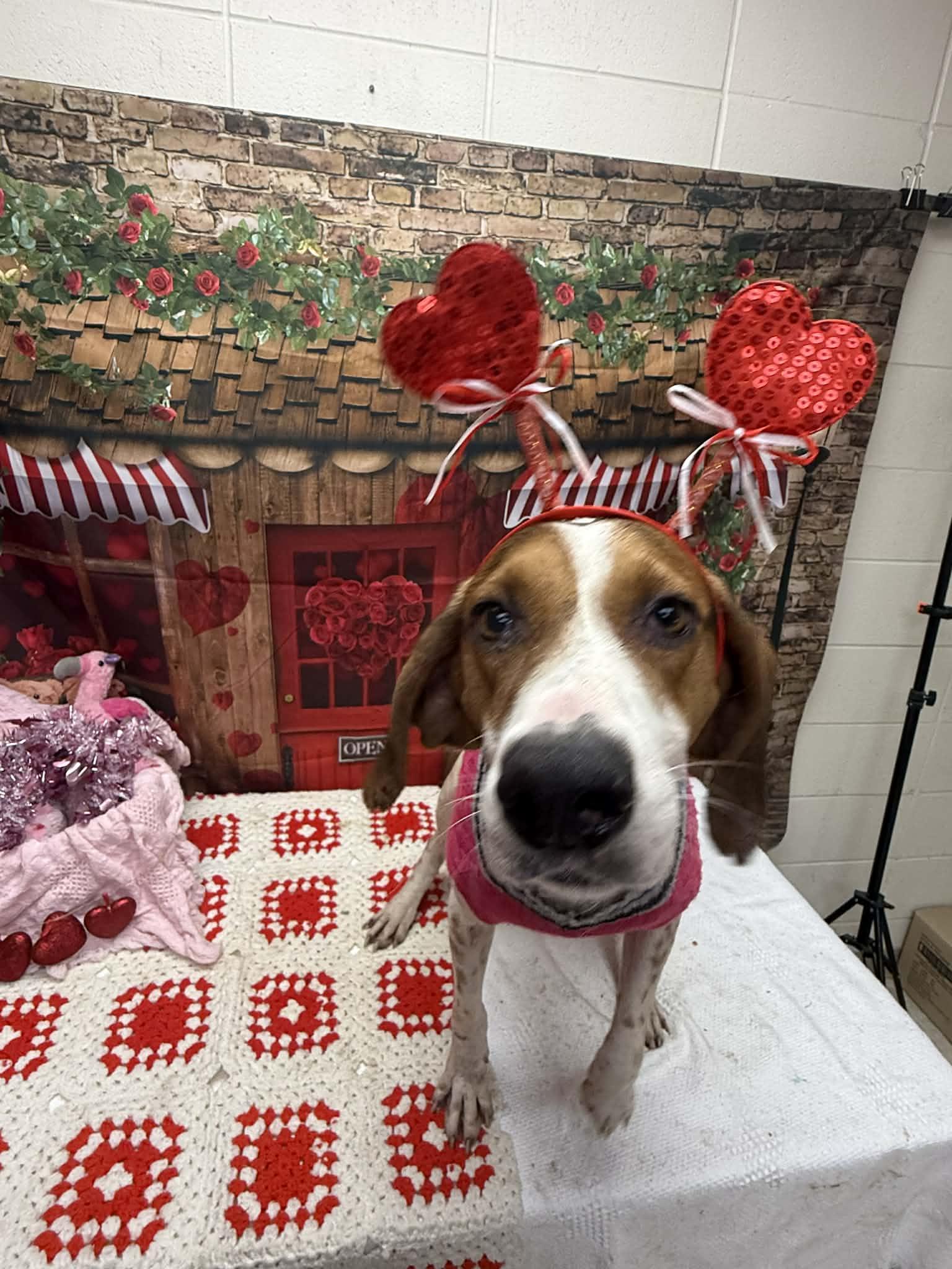 Enlarge Huck, a ADOPTABLE mixed breed in Statesboro, GA image 2/2