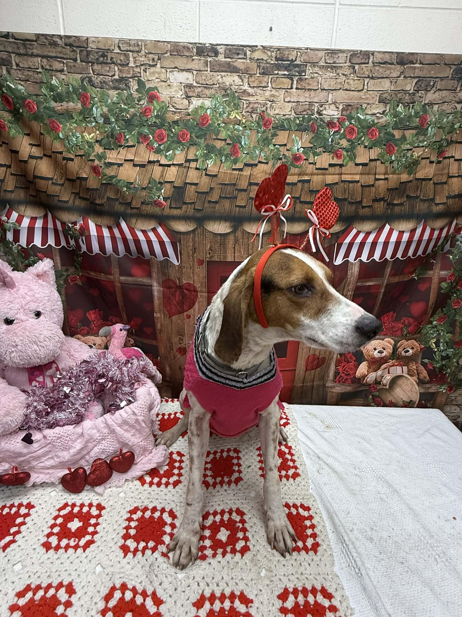 Huck, ADOPTABLE, Adult Male Coonhound.