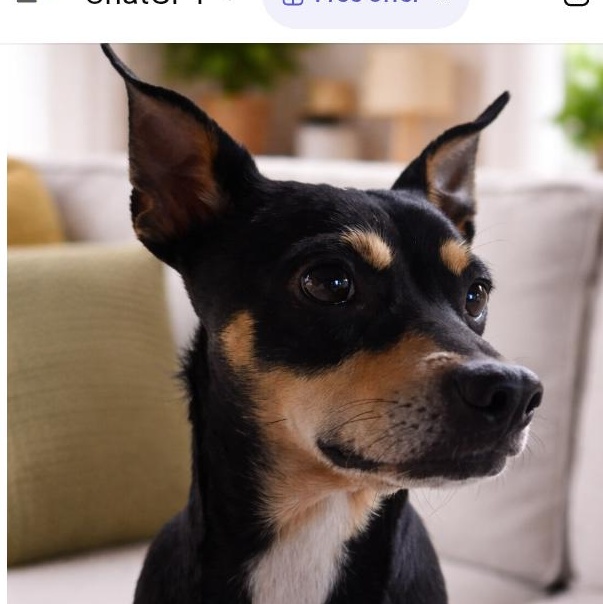 Enlarge Briella, an adopted mixed breed in Winter haven, FL image 1/2