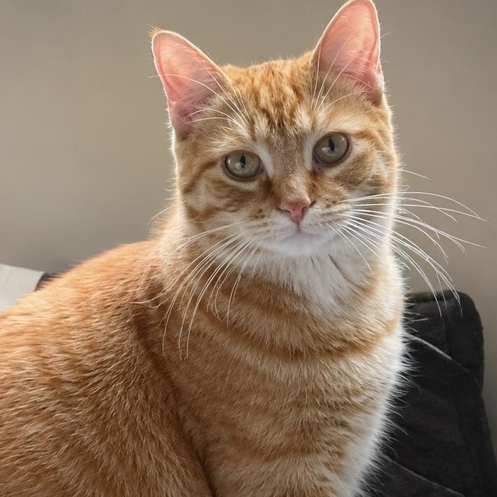 Maverick, a Adoptable Domestic Medium Hair in Chicago, IL image 2/5