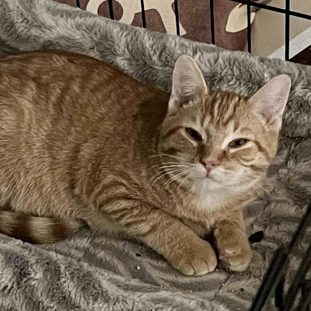 Maverick, Adoptable, Kitten Male Domestic Medium Hair.