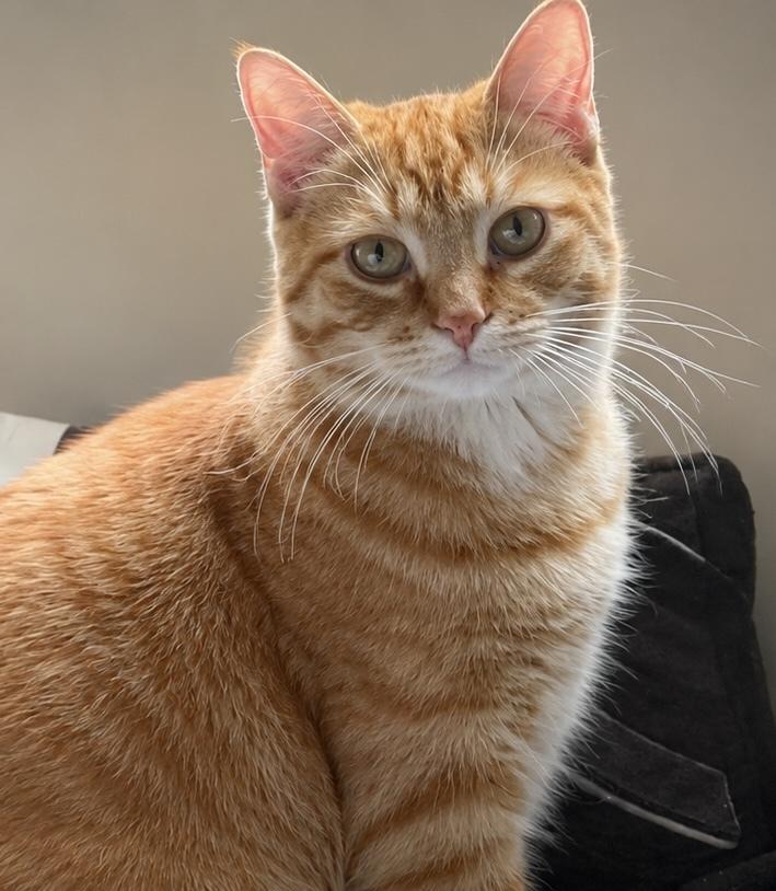 Maverick, a Adoptable Domestic Medium Hair in Chicago, IL image 2/5