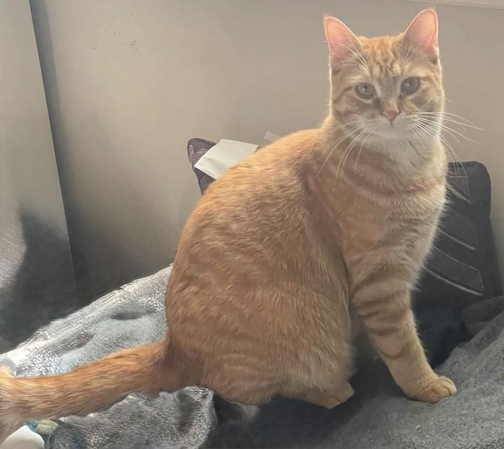Enlarge Maverick, a Adoptable Domestic Medium Hair in Chicago, IL image 2/5