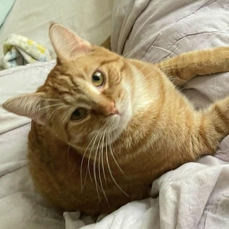 Maverick, a Adoptable Domestic Medium Hair in Chicago, IL image 3/5