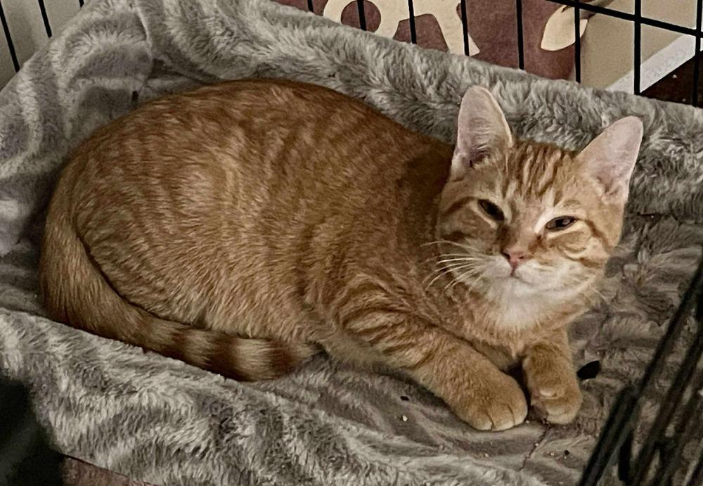 Enlarge Maverick, a Adoptable Domestic Medium Hair in Chicago, IL image 2/3