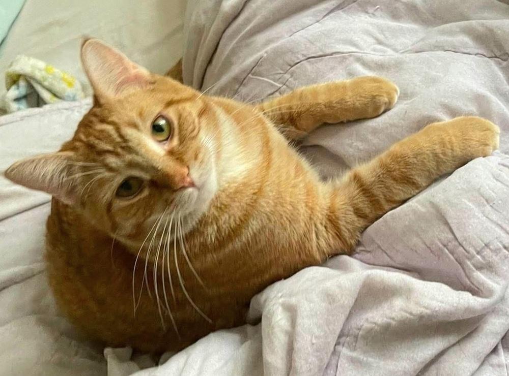 Enlarge Maverick, a Adoptable Domestic Medium Hair in Chicago, IL image 4/5
