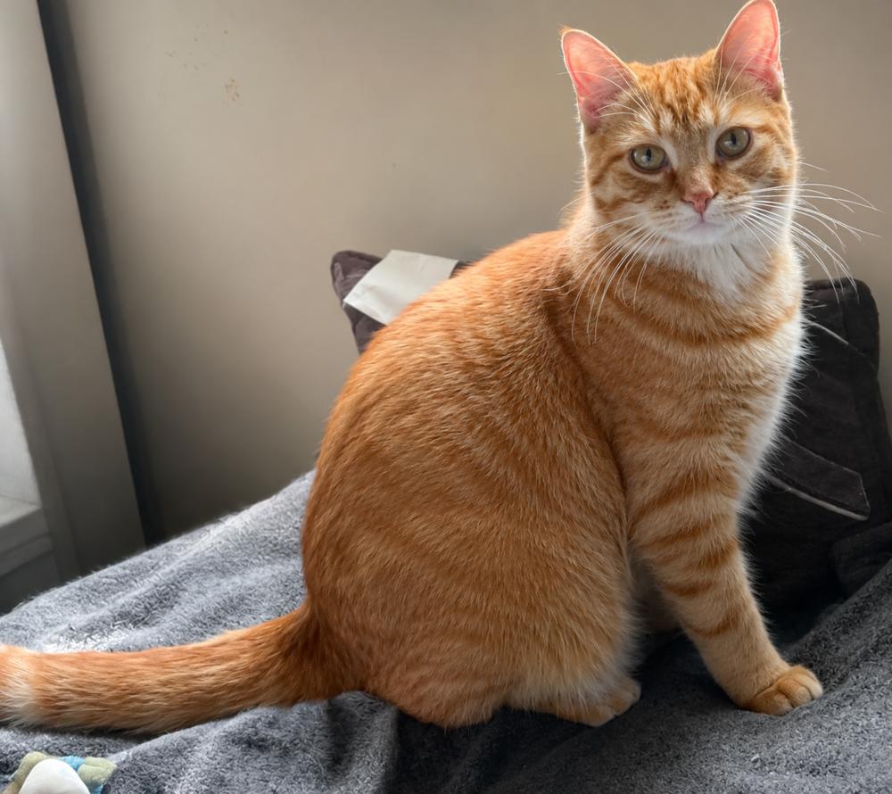 Maverick, a Adoptable Domestic Medium Hair in Chicago, IL image 4/5