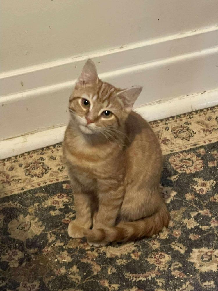 Enlarge Maverick, a Adoptable Domestic Medium Hair in Chicago, IL image 3/3