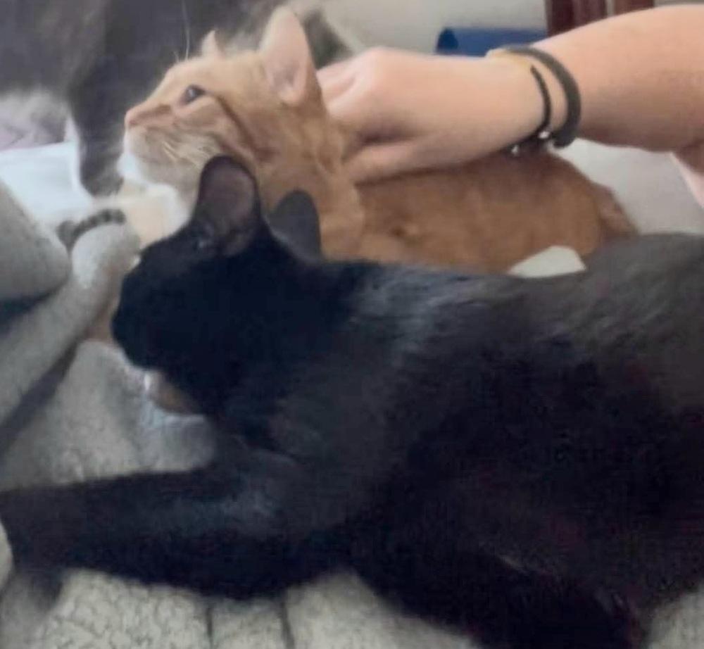 Maverick, a Adoptable Domestic Medium Hair in Chicago, IL image 5/5