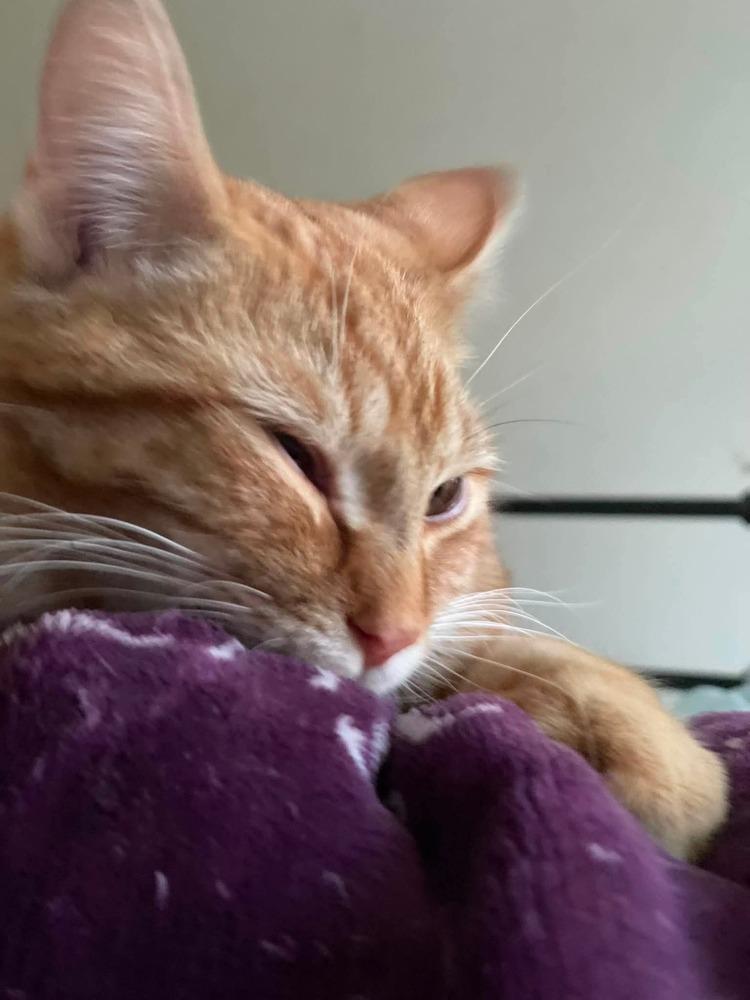Enlarge Maverick, a Adoptable Domestic Medium Hair in Chicago, IL image 5/5