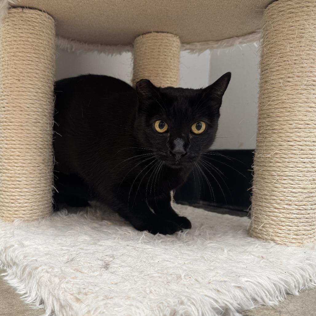 Enlarge Eclipse, a Adoptable Domestic Short Hair in Hawthorne, CA image 1/4