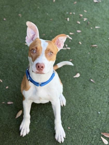 Enlarge Huey, a Adoptable mixed breed in Sacramento, CA image 2/2