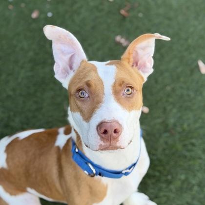 Huey, Adoptable, Puppy Male Pit Bull Terrier.