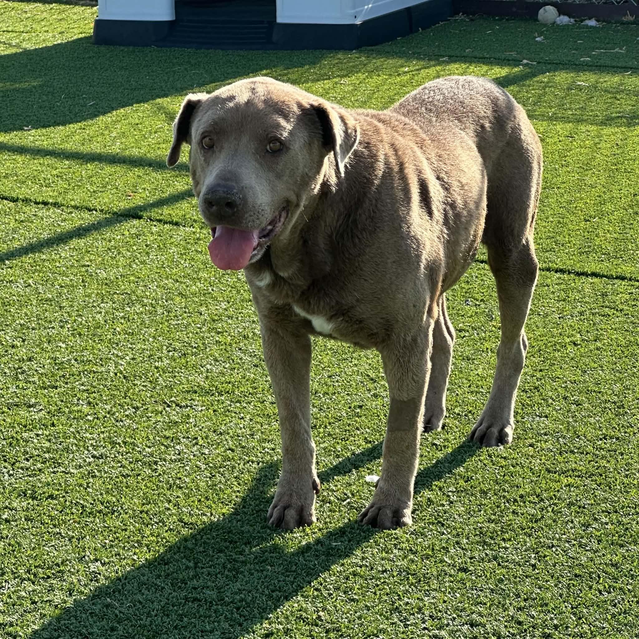 Fletcher, a ADOPTABLE mixed breed in Truth or Consequences , NM image 1/5