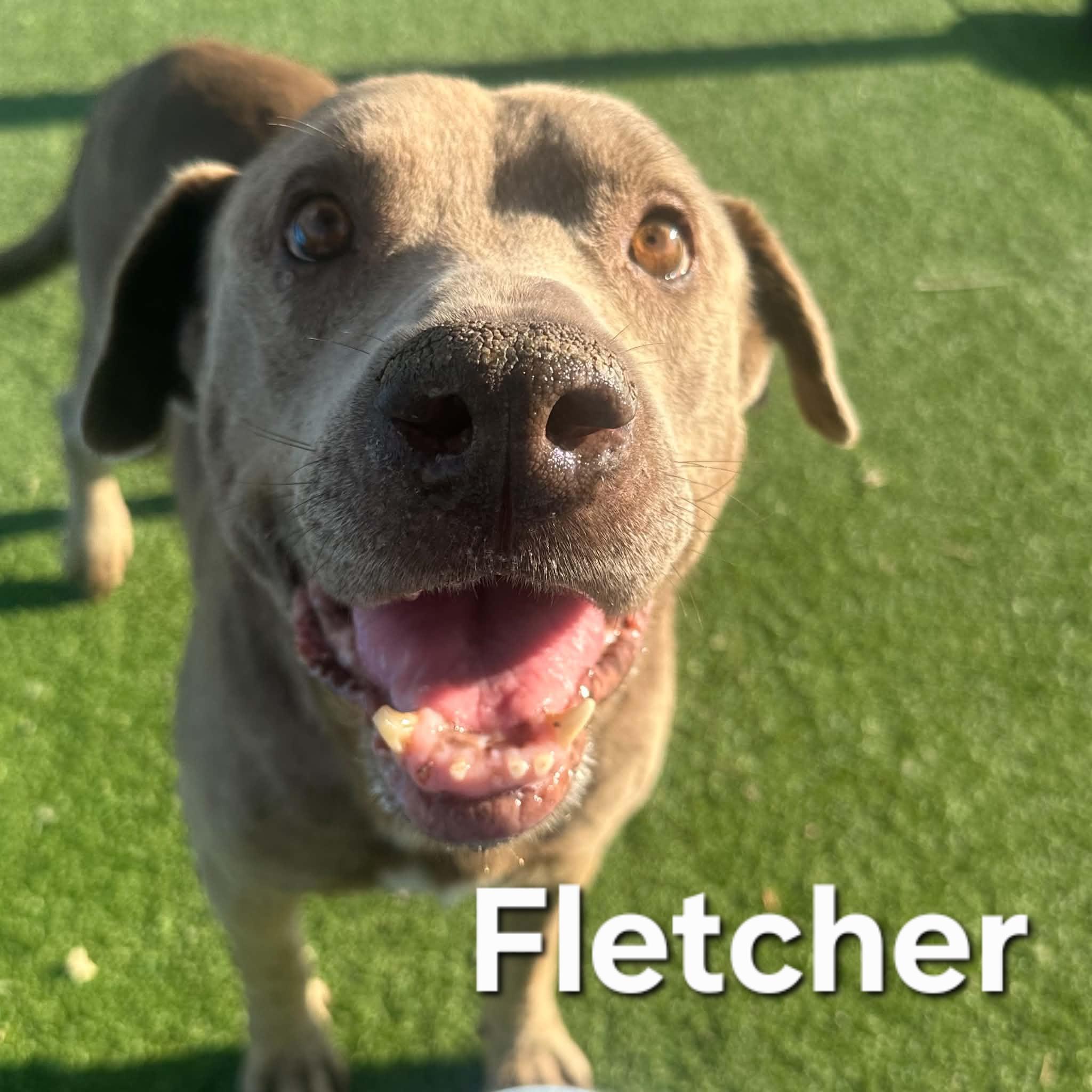 Fletcher, a ADOPTABLE mixed breed in Truth or Consequences , NM image 2/5