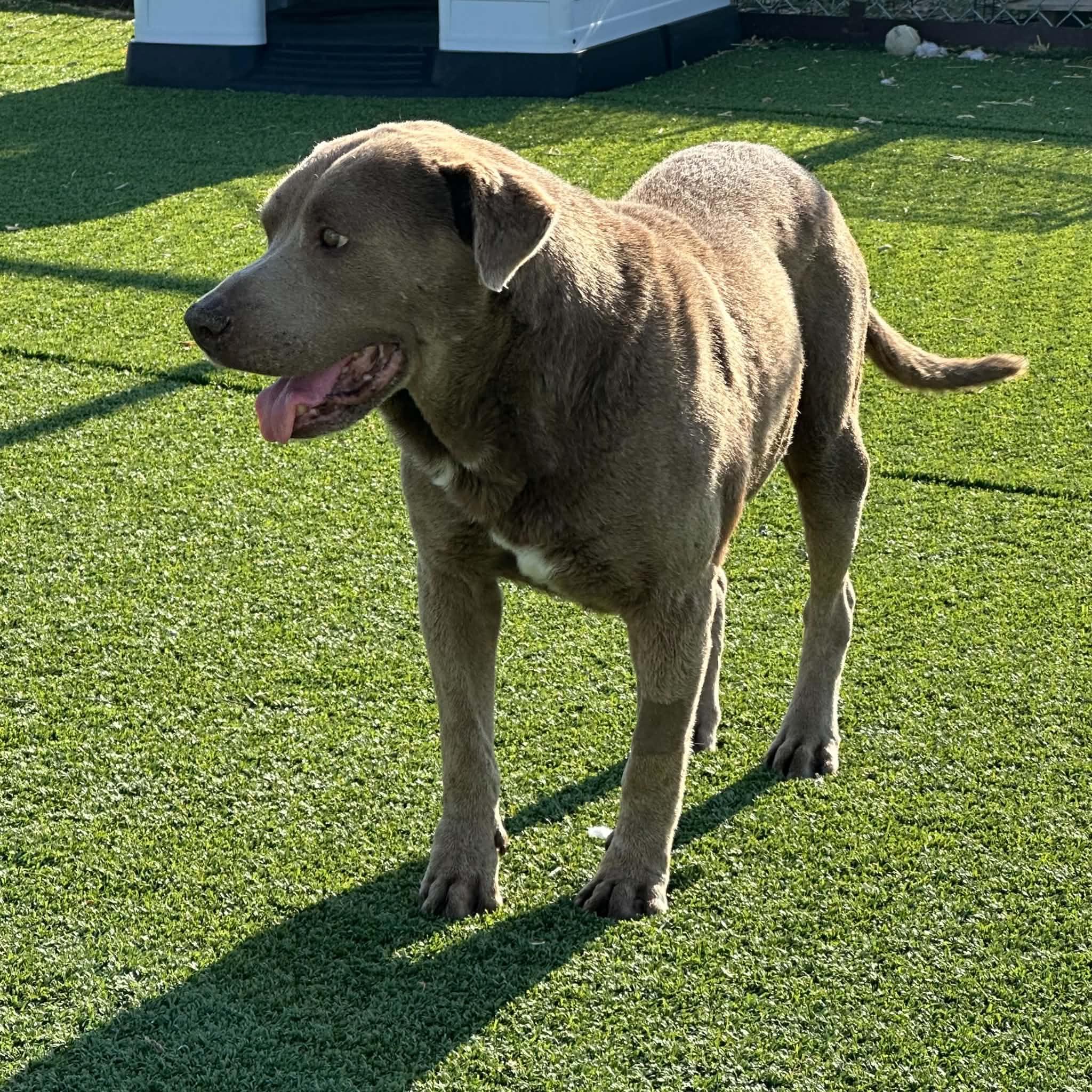 Fletcher, a ADOPTABLE mixed breed in Truth or Consequences , NM image 3/5