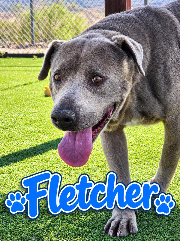 Fletcher, Adoptable, Senior Male Labrador Retriever.