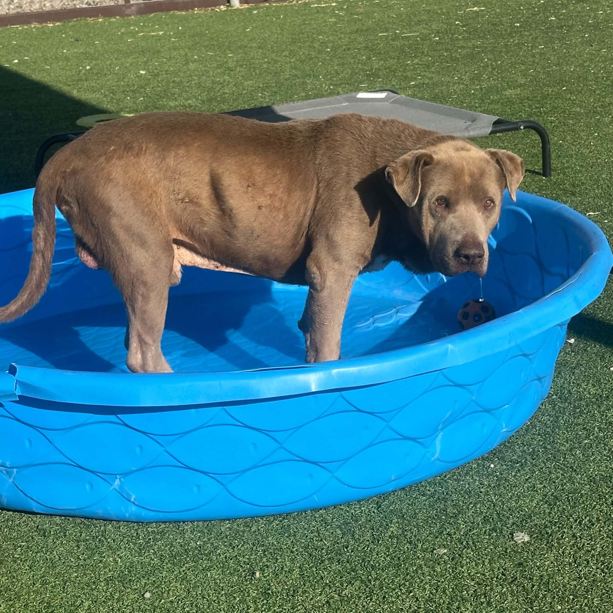 Fletcher, a ADOPTABLE mixed breed in Truth or Consequences , NM image 5/5