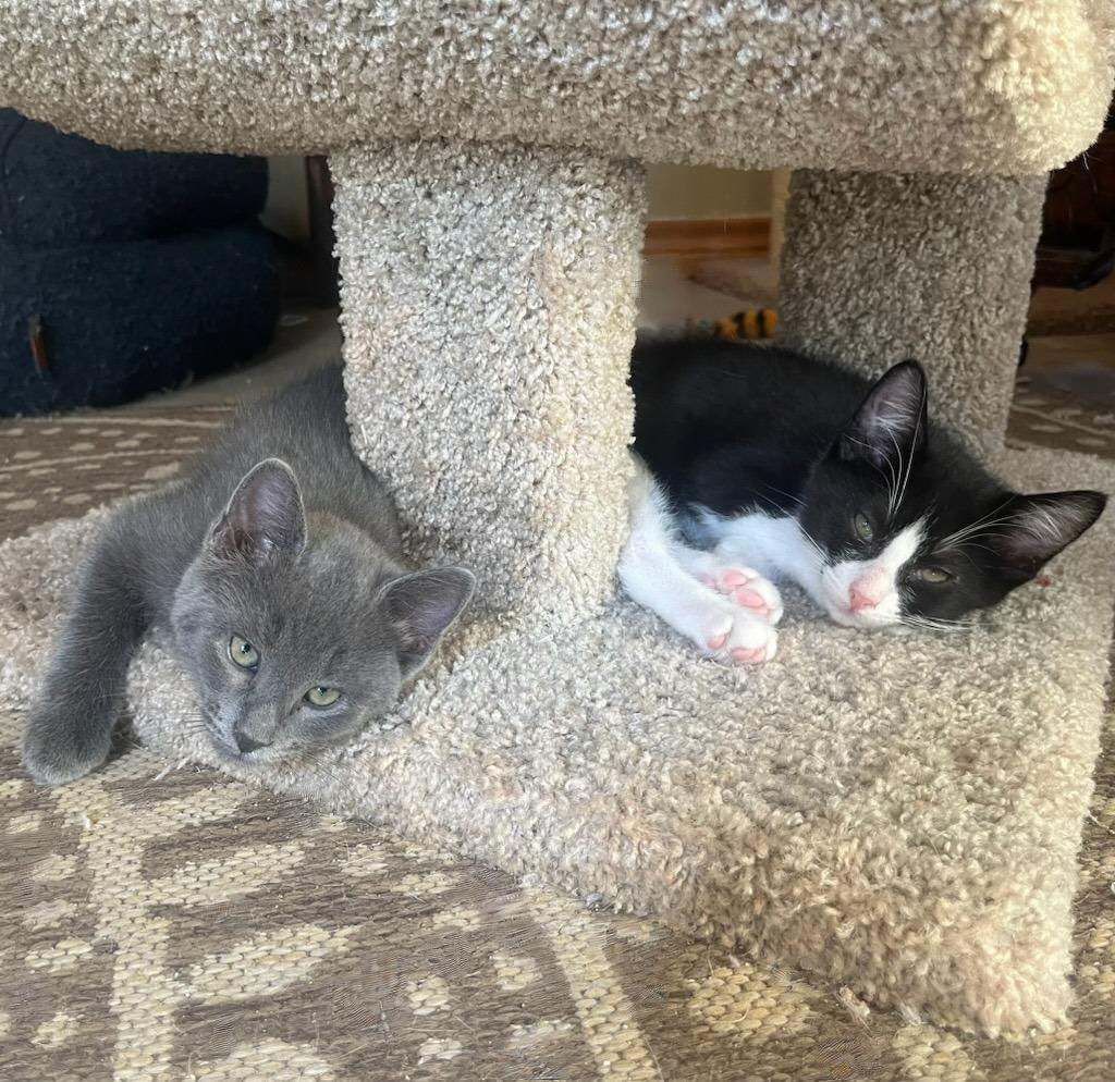 Obi–zoomies Cuddles & photo 1