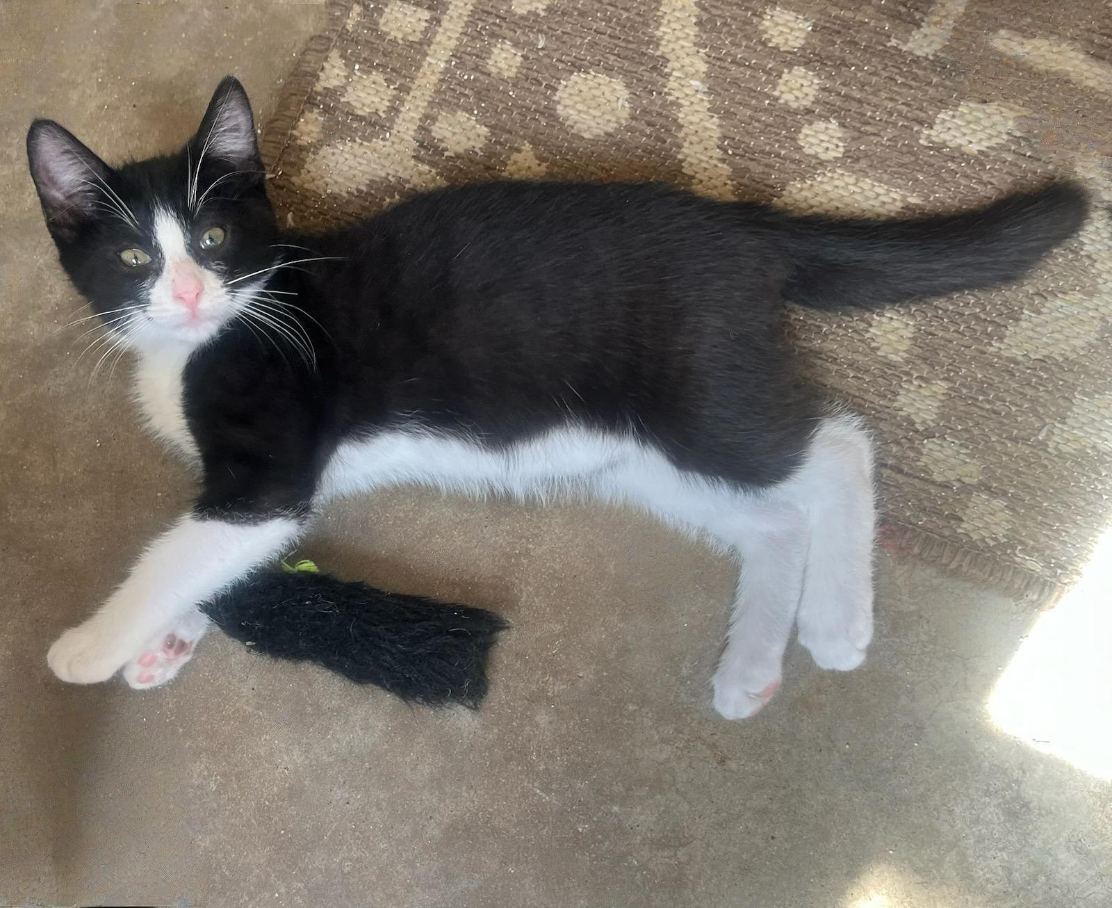 Obi–zoomies  Cuddles & thumbnail 3