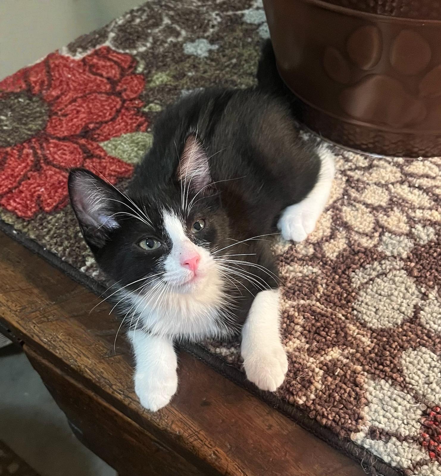 Obi–zoomies  Cuddles & thumbnail 5