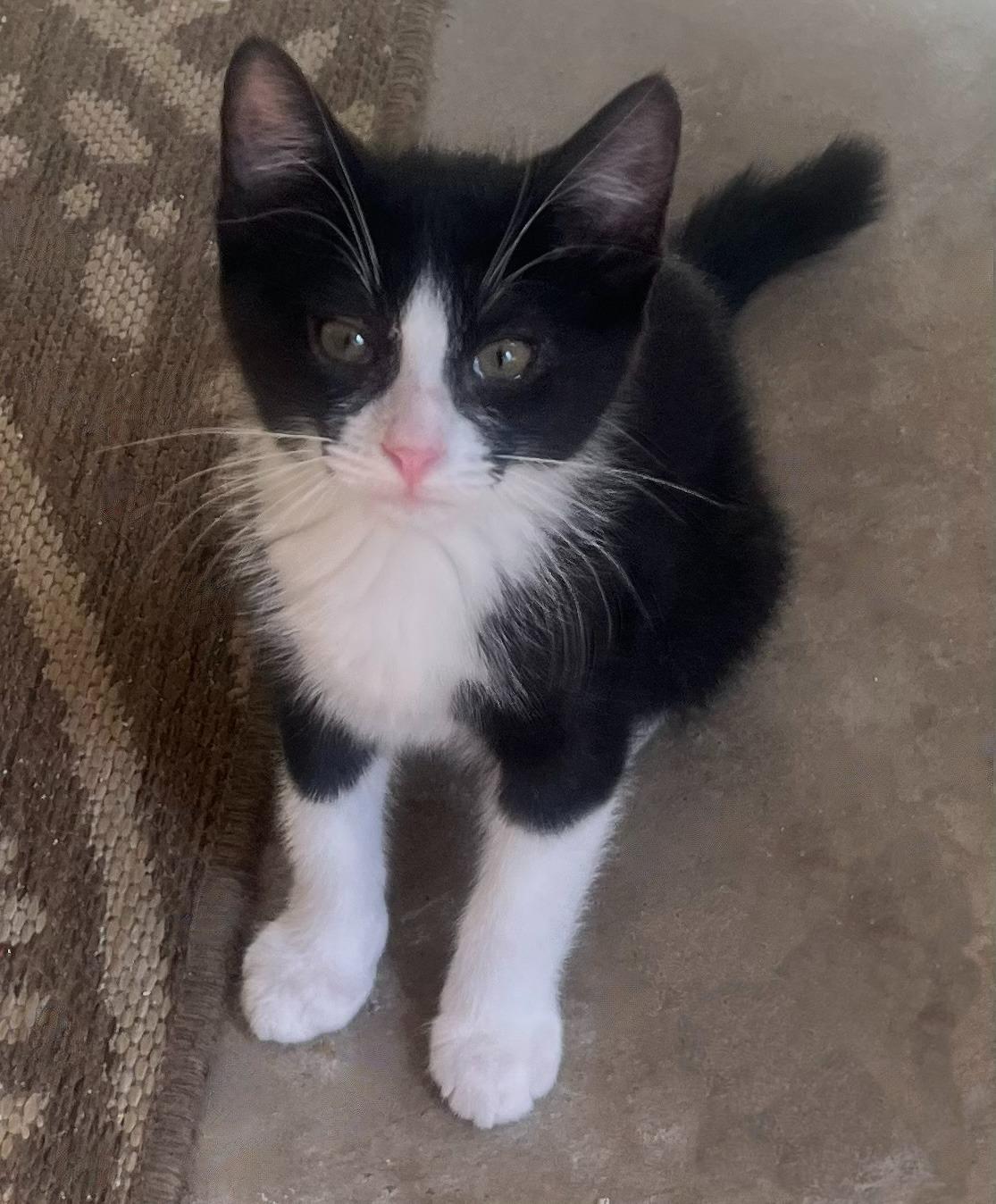 Obi–zoomies  Cuddles & thumbnail 4