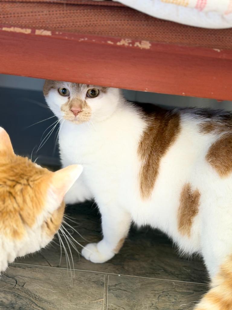 Enlarge Matilda, a Adoptable mixed breed in Algona, IA image 2/6