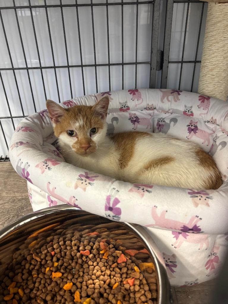 Enlarge Matilda, a Adoptable mixed breed in Algona, IA image 1/2