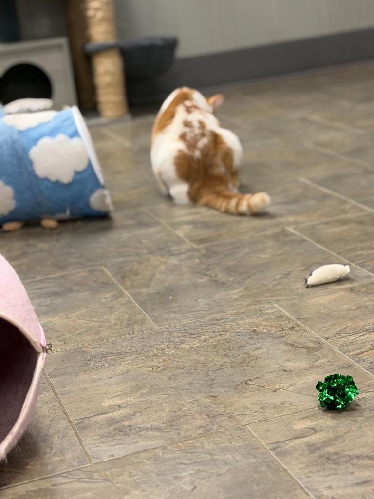 Enlarge Matilda, a Adoptable mixed breed in Algona, IA image 3/6