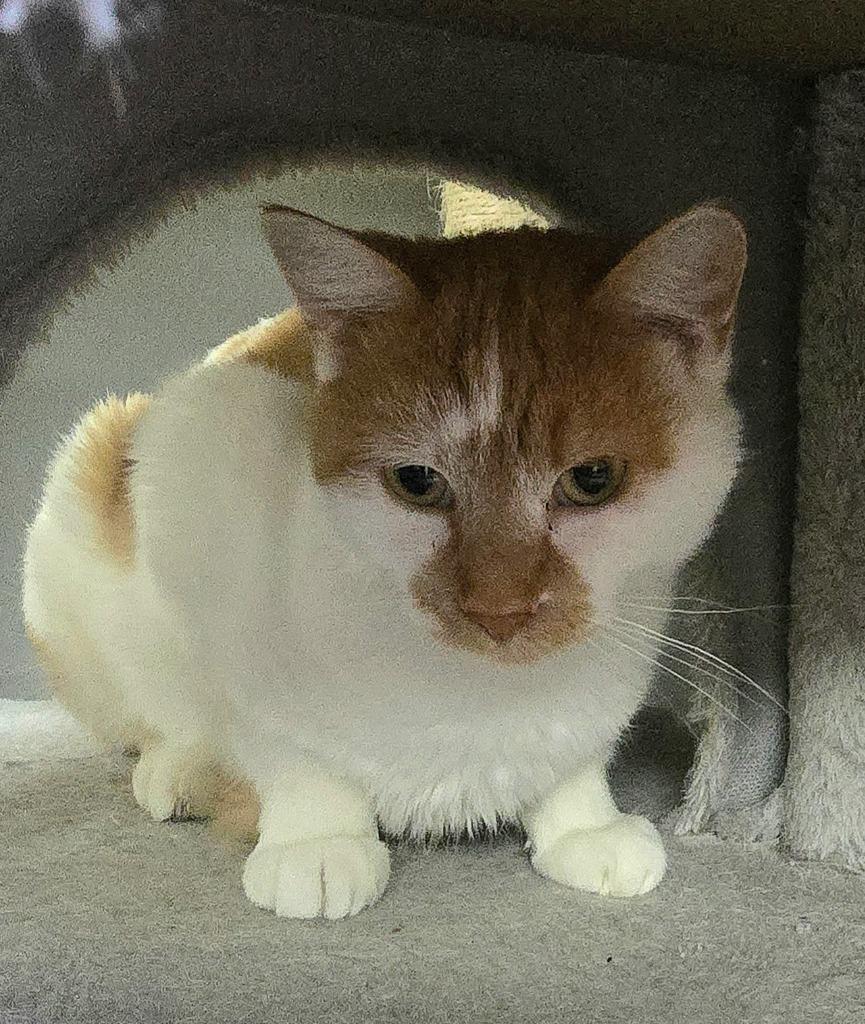 Enlarge Matilda, a Adoptable mixed breed in Algona, IA image 2/2