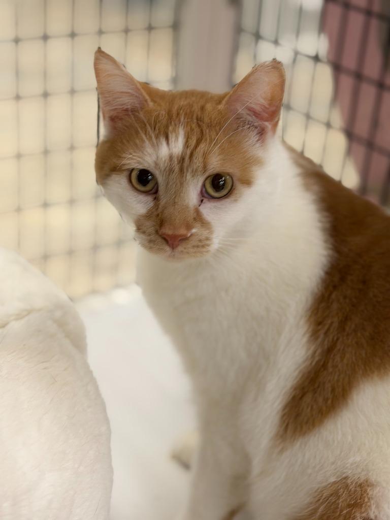 Enlarge Matilda, a Adoptable mixed breed in Algona, IA image 4/6