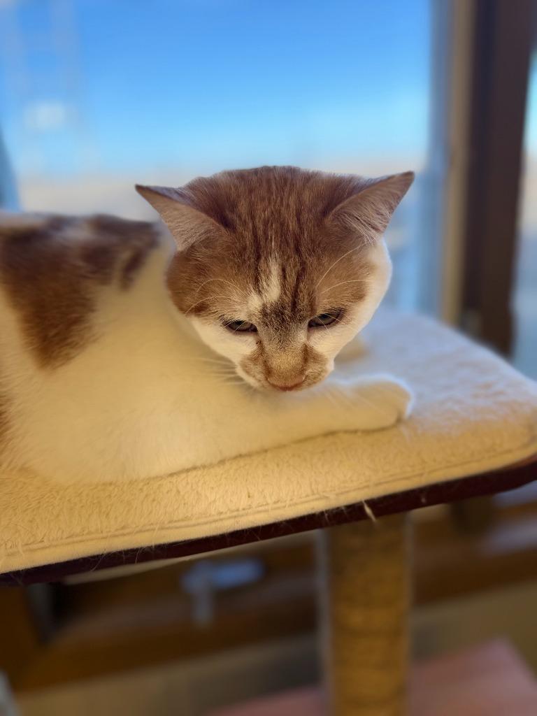 Enlarge Matilda, a Adoptable mixed breed in Algona, IA image 5/6