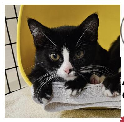 Tippy, Adopted, Kitten Male Domestic Short Hair.