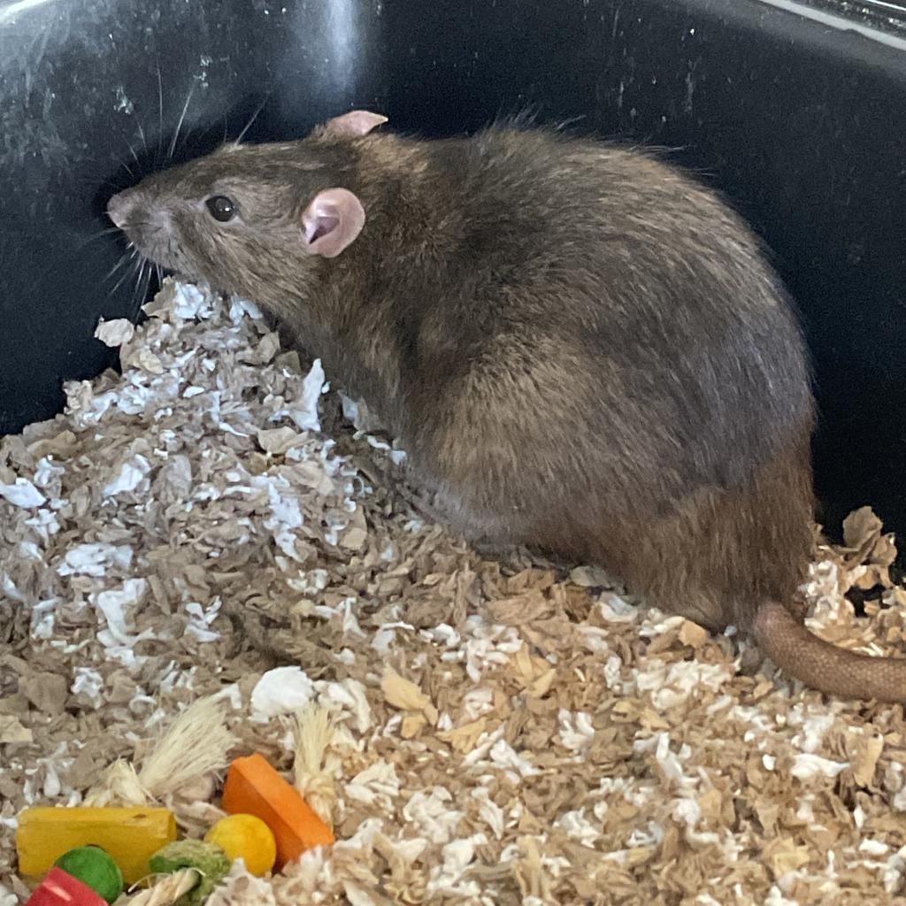 Dracula, Adoptable, Adult Male Rat.