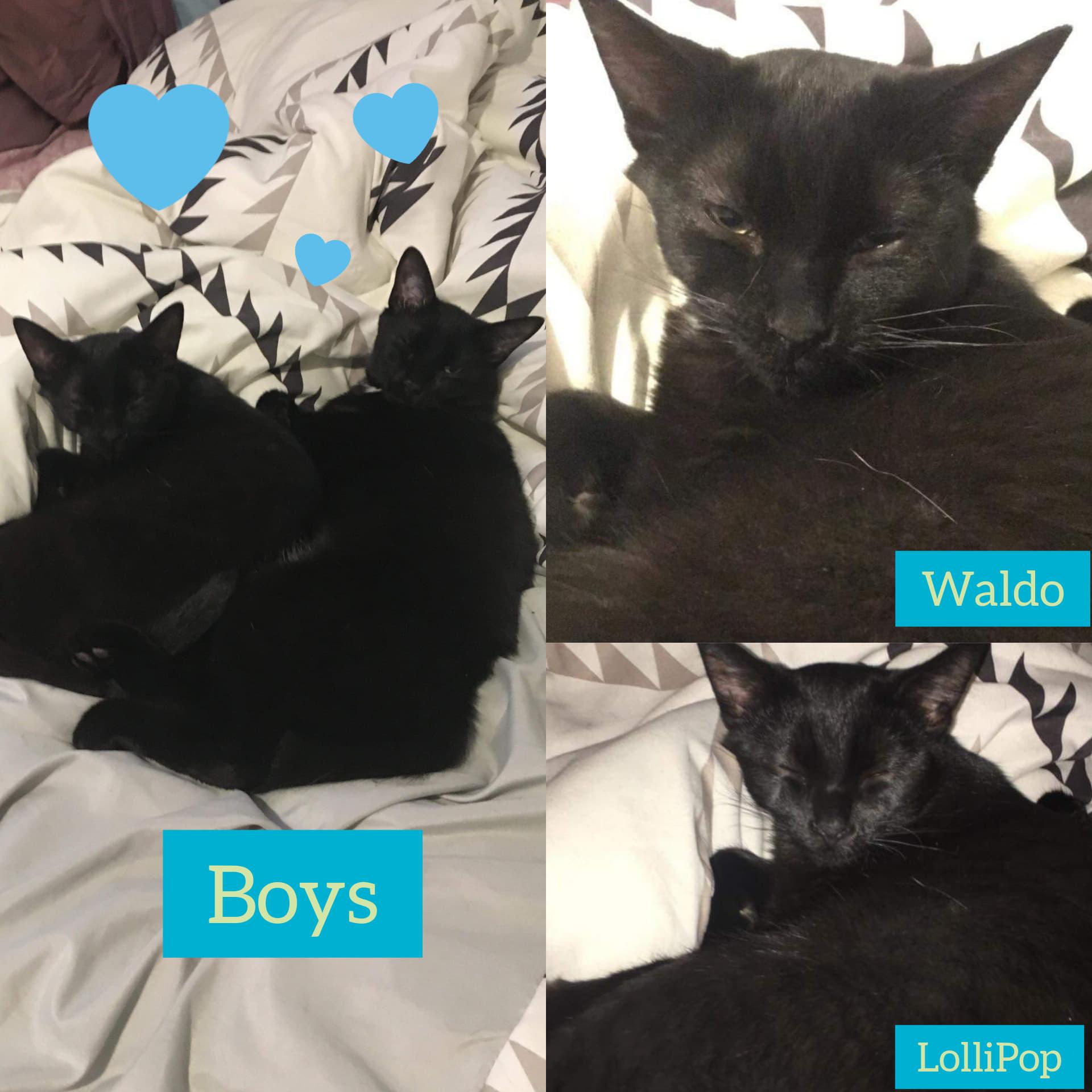 Waldo, Adopted, Adult Male Domestic Short Hair.
