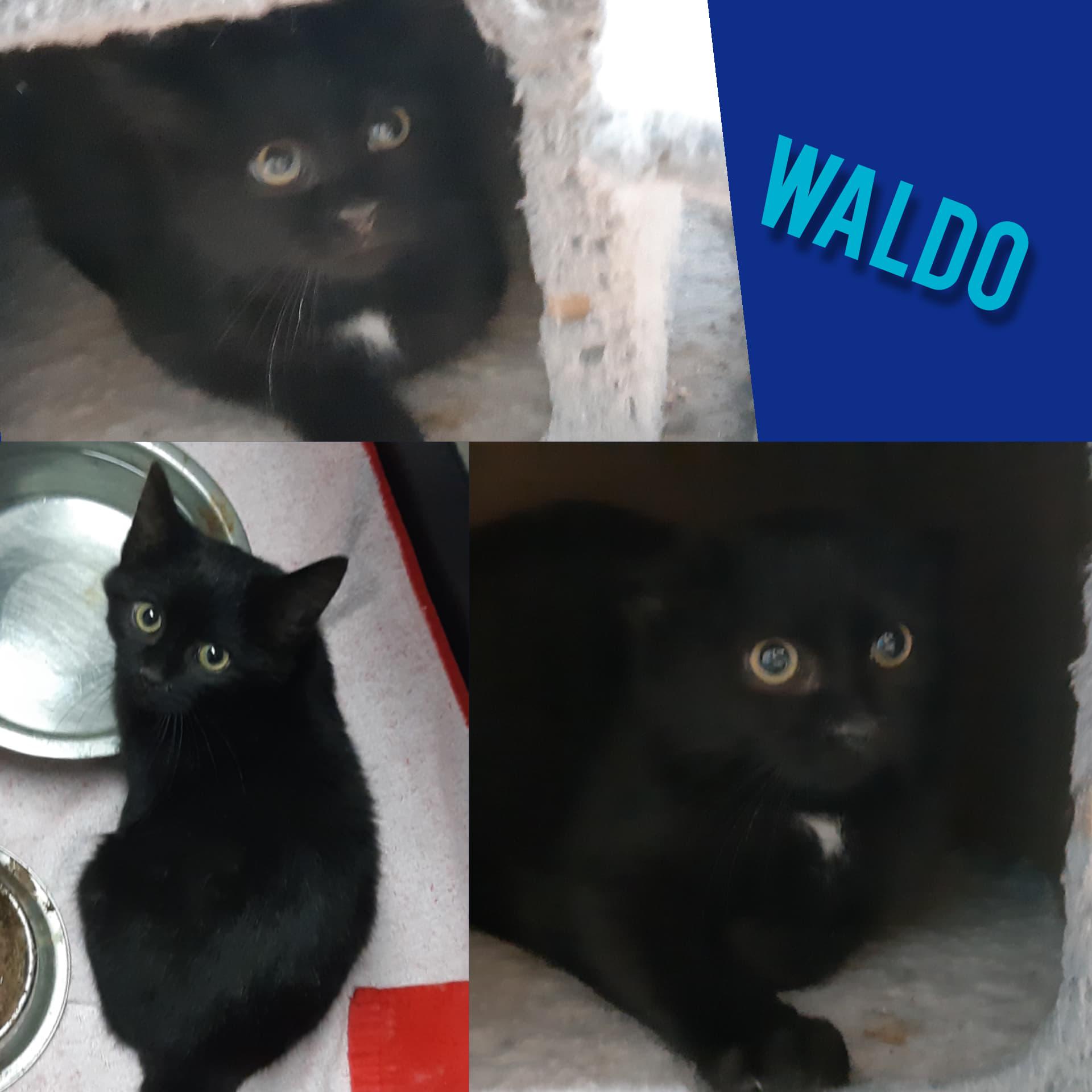 Enlarge Waldo, a Adopted Domestic Short Hair in Guelph, ON image 2/2