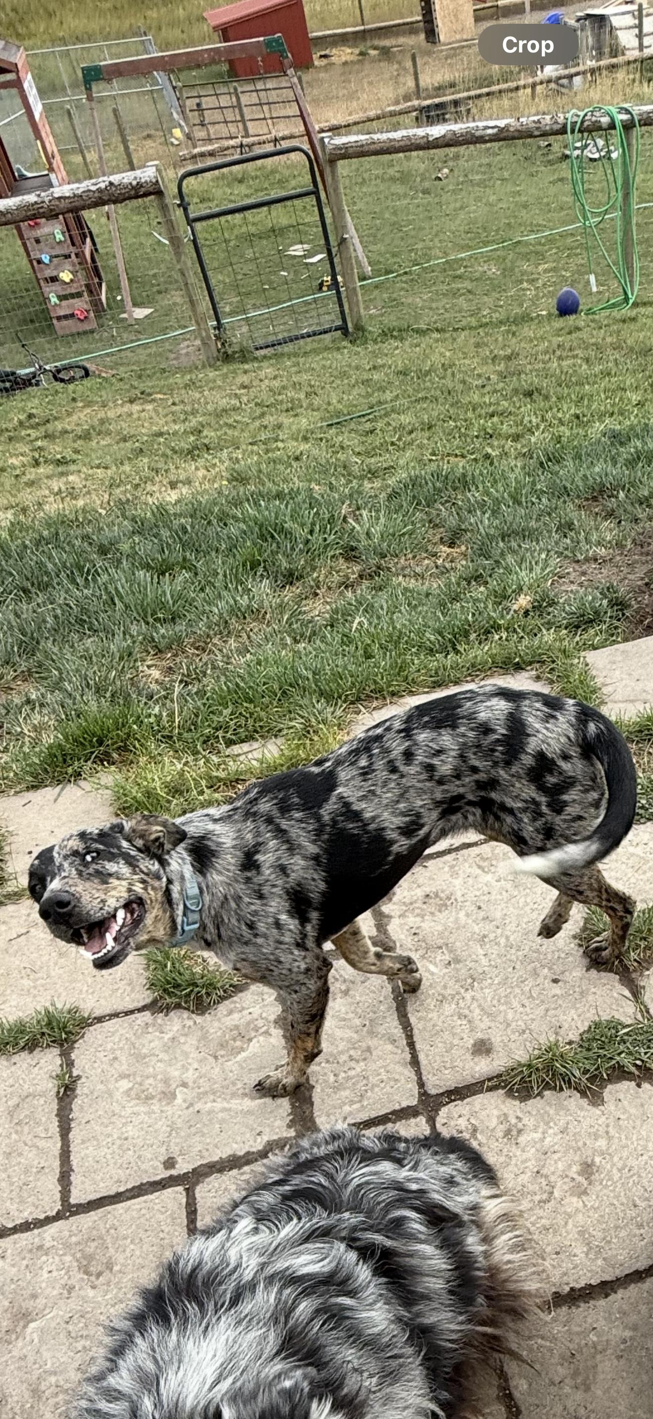 Jessie, Adopted, Young Female Australian Shepherd.