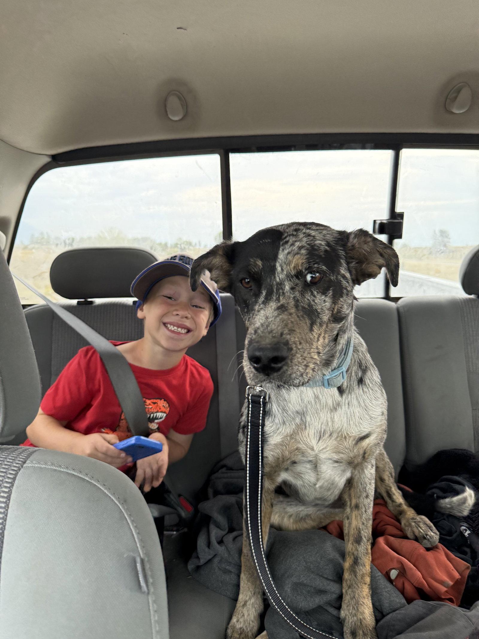 Jessie, a Adopted Australian Shepherd in Polson, MT image 2/3