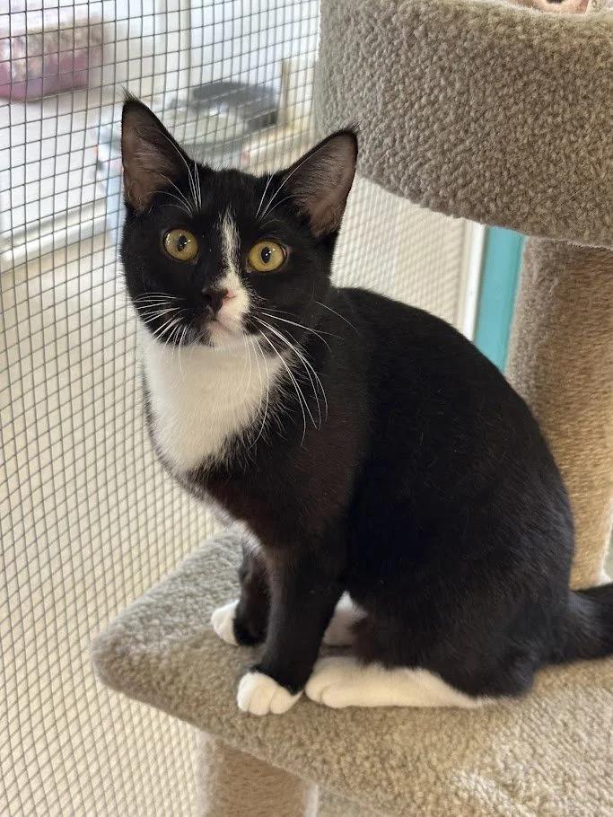 Enlarge Aurora, a ADOPTABLE Domestic Short Hair in Winona, MN image 4/6