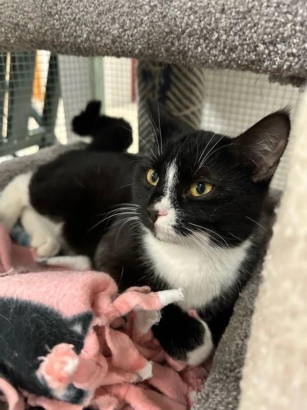 Enlarge Aurora, a ADOPTABLE Domestic Short Hair in Winona, MN image 2/6