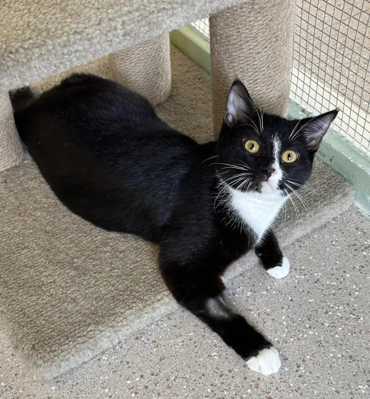 Enlarge Aurora, a ADOPTABLE Domestic Short Hair in Winona, MN image 5/6