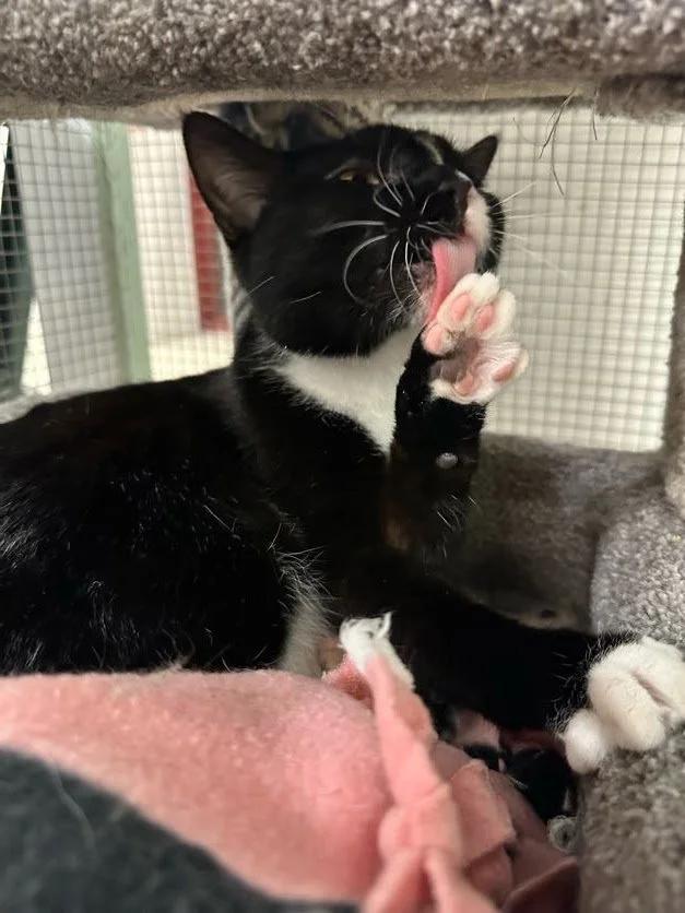 Enlarge Aurora, a ADOPTABLE Domestic Short Hair in Winona, MN image 3/6