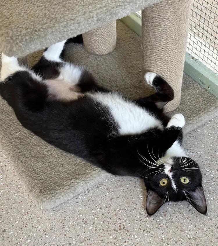 Enlarge Aurora, a ADOPTABLE Domestic Short Hair in Winona, MN image 6/6